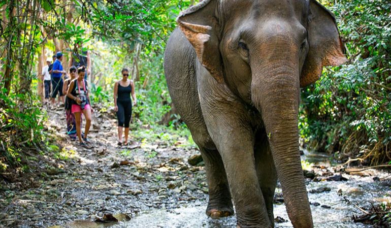 MandaLao Elephant Sanctuary