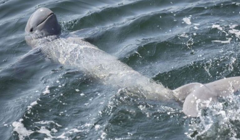 Irrawaddy Dolphins